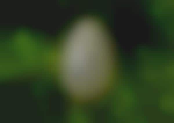 Eggy Avian Abodes