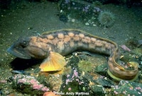 Altered Fish Controversies Image 2
