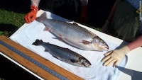 Altered Fish Controversies Image 4