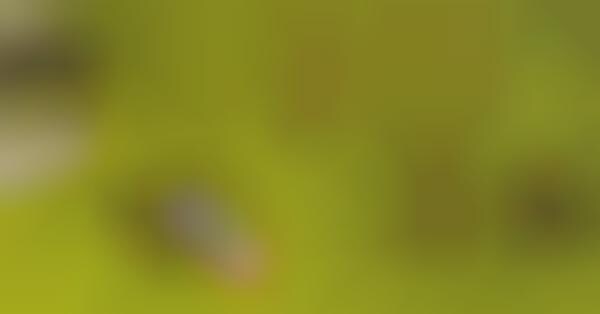 Crowdsourced Art Shows