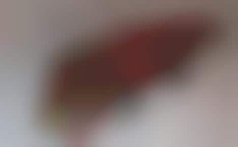 Superhero Crocodiles