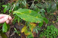 Smallholder Coffee Farmers Image 2