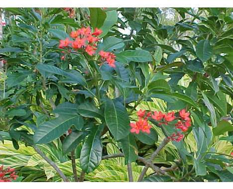 20 Seed-Centric Innovations