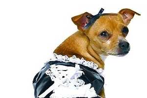 Promiscuous Puppies: These Racy Dog Costumes Create Canine Controversy ...