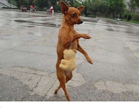 Strutting Diva Dogs Image 3