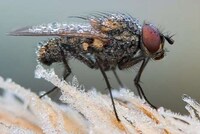 Macro Insectography Image 2