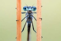 Macro Insectography Image 3