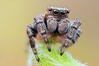 Macro Insectography Image 4