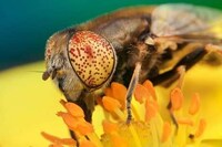 Macro Insectography Image 5