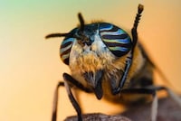 Macro Insectography Image 6