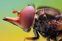 Macro Insectography Image 7