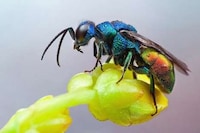 Macro Insectography Image 8