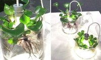 Glass Plant Lights Image 5