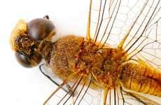 Dragonfly Close-Ups