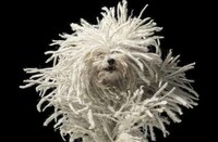Adorable Puppy Afros