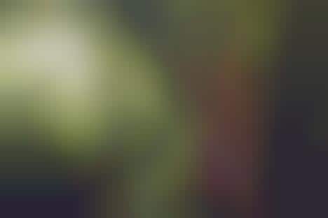 Fancy Rainforest Photoshoots