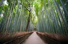 Bamboo Forest Photography