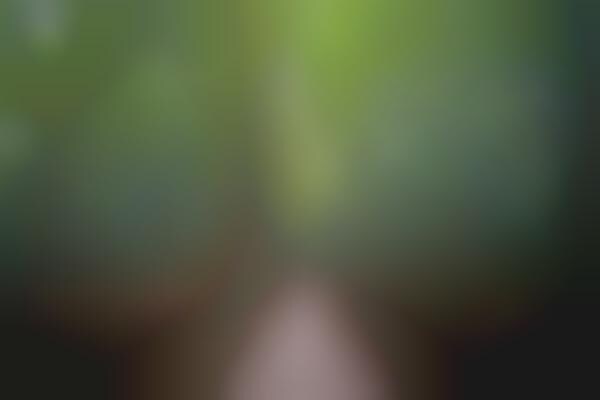 Bamboo Forest Photography