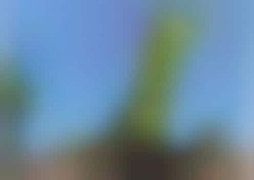 Colossal Creepy-Crawlers