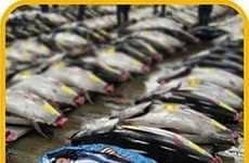 Fishy Sleeping Bags