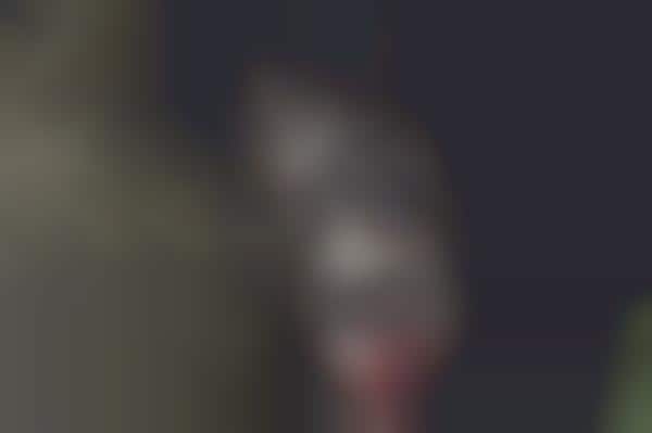 Horror Film Underwear Shoots