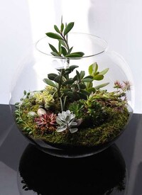 Fishbowl Landscapes