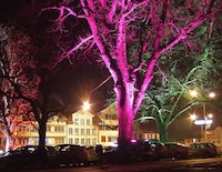 Illuminated Timber Image 2