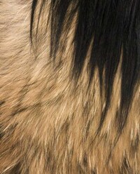 Extravagant Fur Accessories Image 2