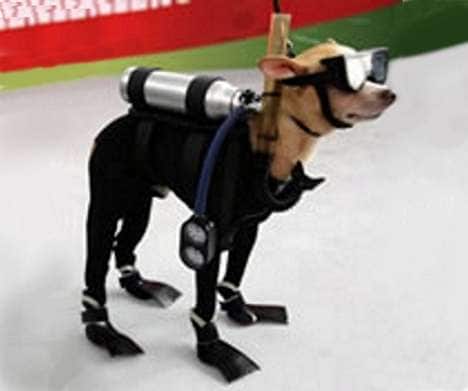 90 Doggone Good Canine Accessories