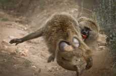 Battling Baboon Shots