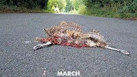 Roadkill Calendars Image 2