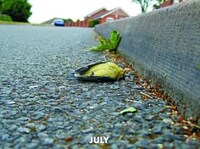 Roadkill Calendars Image 4