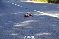 Roadkill Calendars Image 5