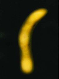 Elongated Imagery Image 5