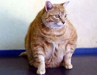 Overweight Cat Entrances Image 2
