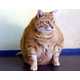 Overweight Cat Entrances Image 2