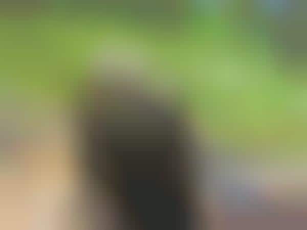 Cuddly Corpse Calendars