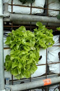 Edible Garden Sheds Image 3
