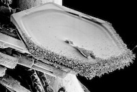 Microscopic Snowflakes Image 6