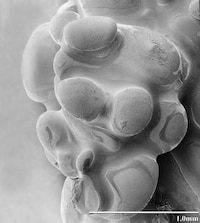 Microscopic Snowflakes Image 7
