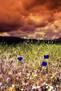 Infrared Images Image 5
