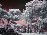 Infrared Images Image 7