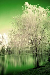 Infrared Images Image 8