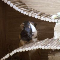 Luxurious Rodent Homes Image 3