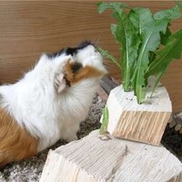 Luxurious Rodent Homes Image 6