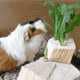 Luxurious Rodent Homes Image 6