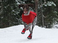 Canine Snow Shoes