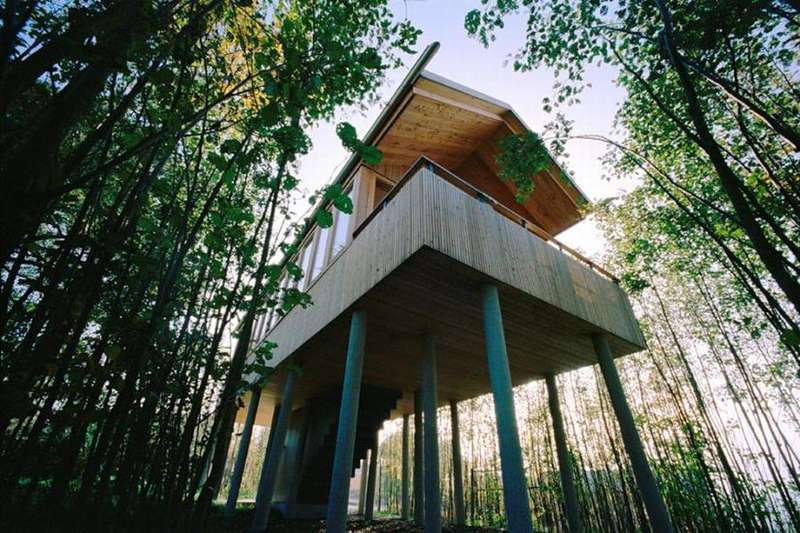Treetop Suites
