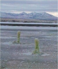 Feces-Feasting Ecobots Image 6