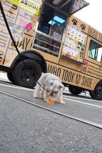 Dog Meals on Wheels Image 3